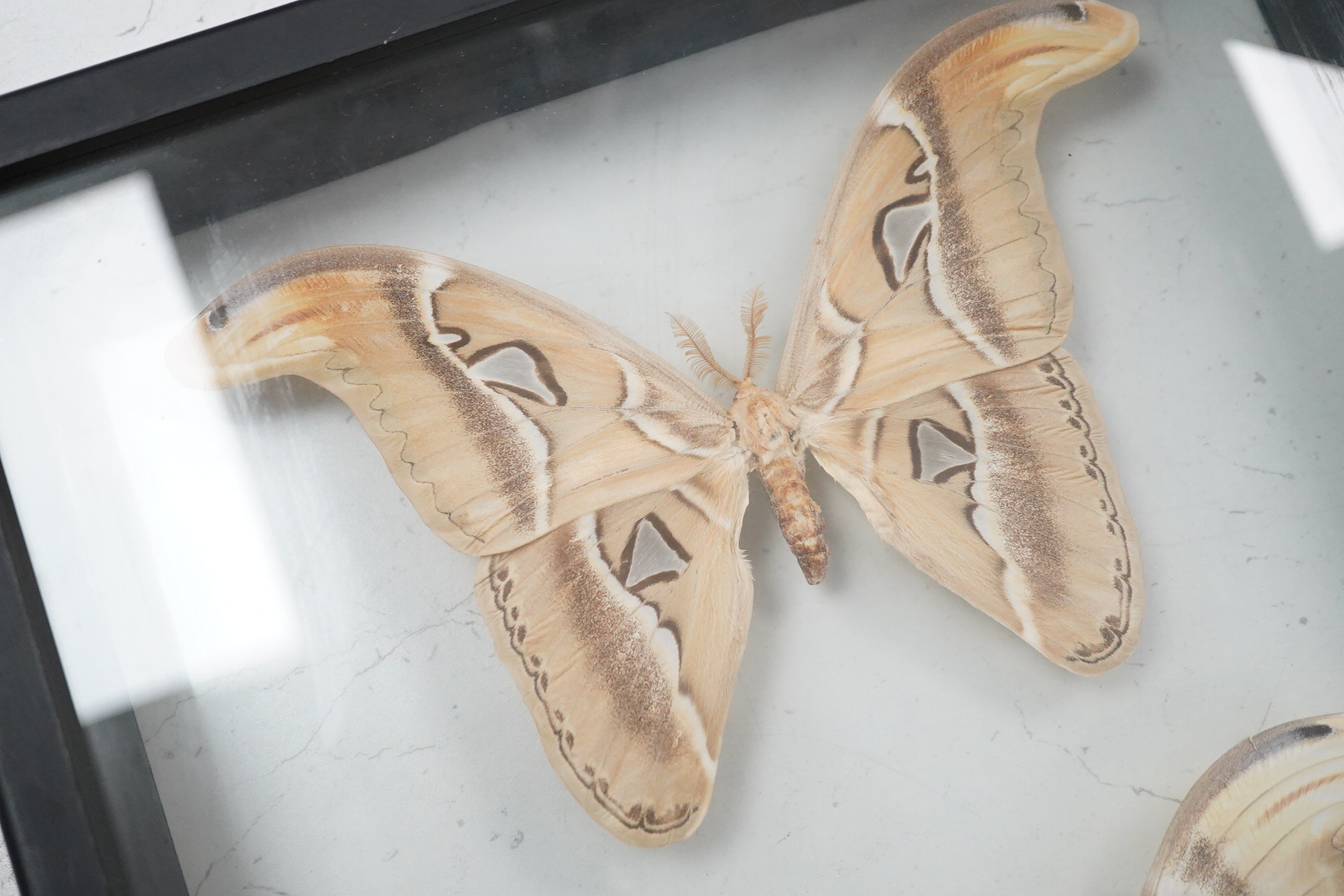 A collection of four cased taxidermy insects; the male and female Atlas Moths, 38.5cm x 31cm x 5.5cm, a Praying Mantis, a Harlequin beetle, and a Scorpion, all mounted in black painted frames, with glazed front and back